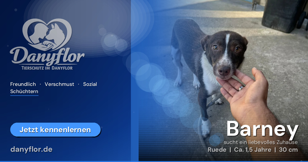 Facebook-Bild für Barney
