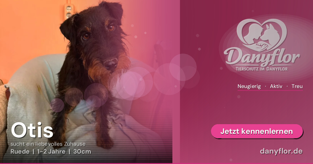 Facebook-Bild für Otis