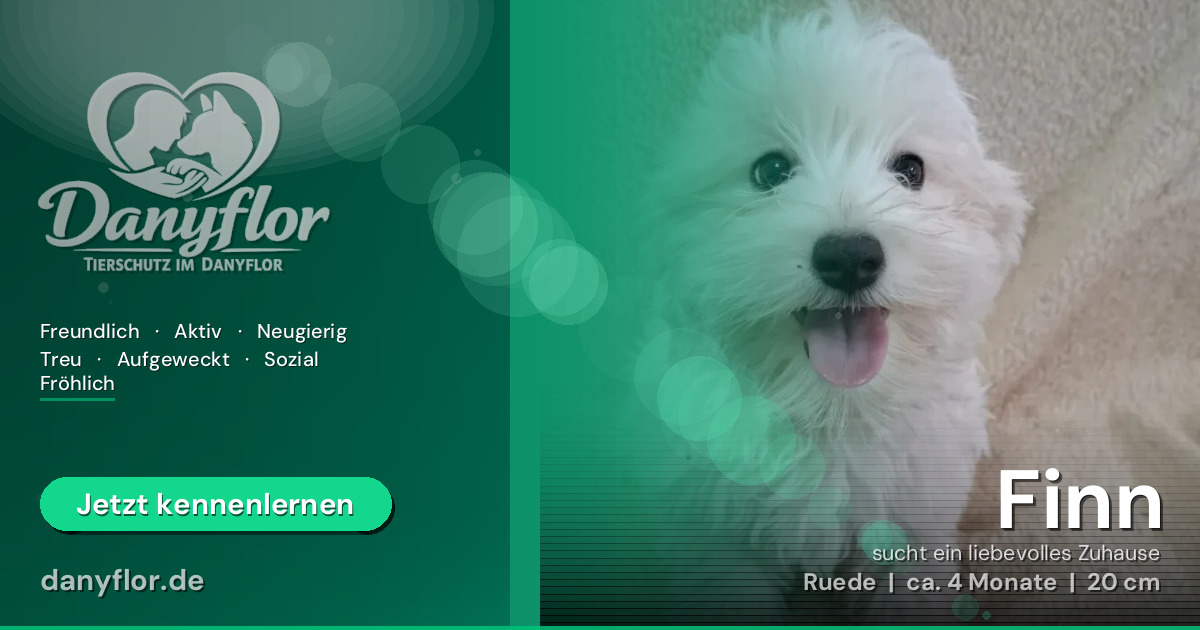 Facebook-Bild für Finn