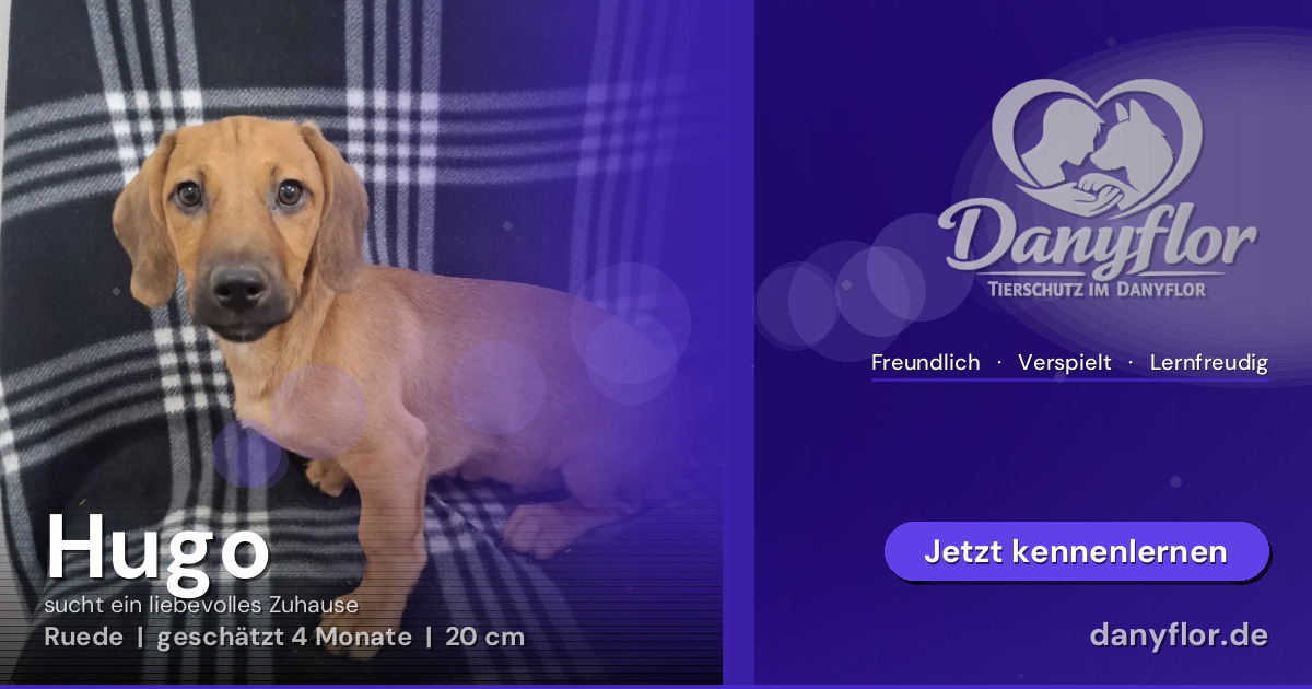 Facebook-Bild für Hugo