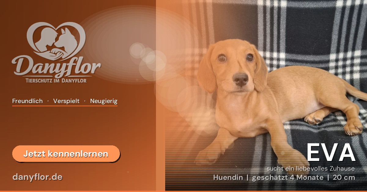 Facebook-Bild für EVA