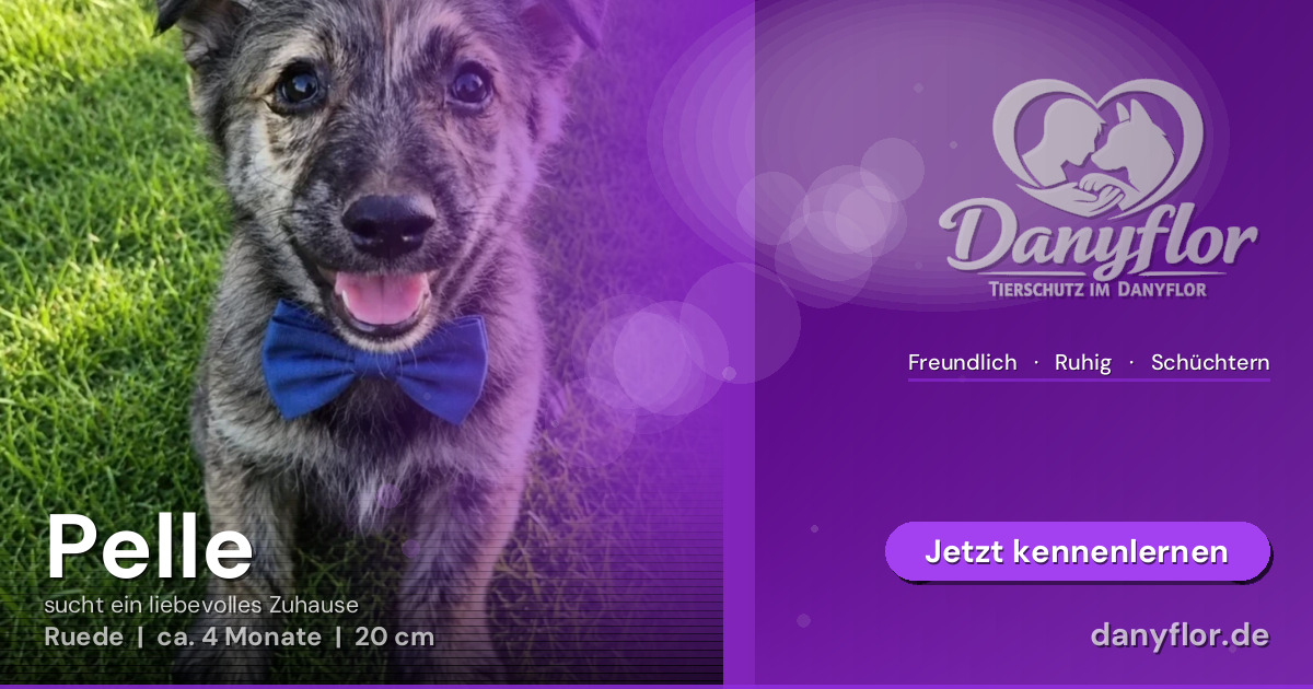 Facebook-Bild für Pelle