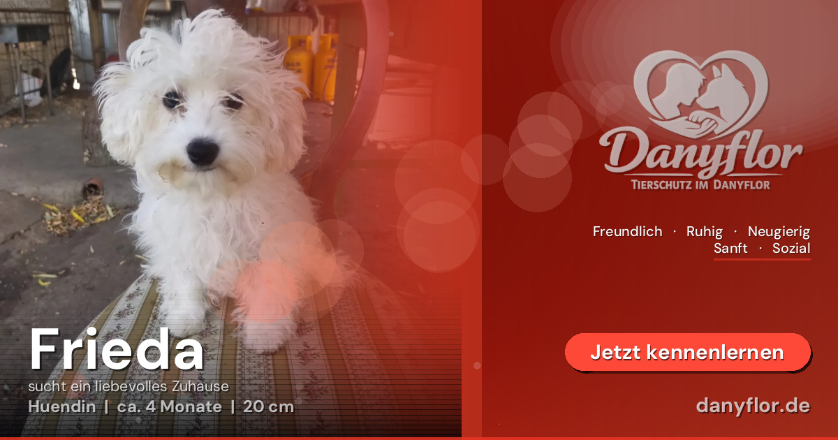 Facebook-Bild für Frieda