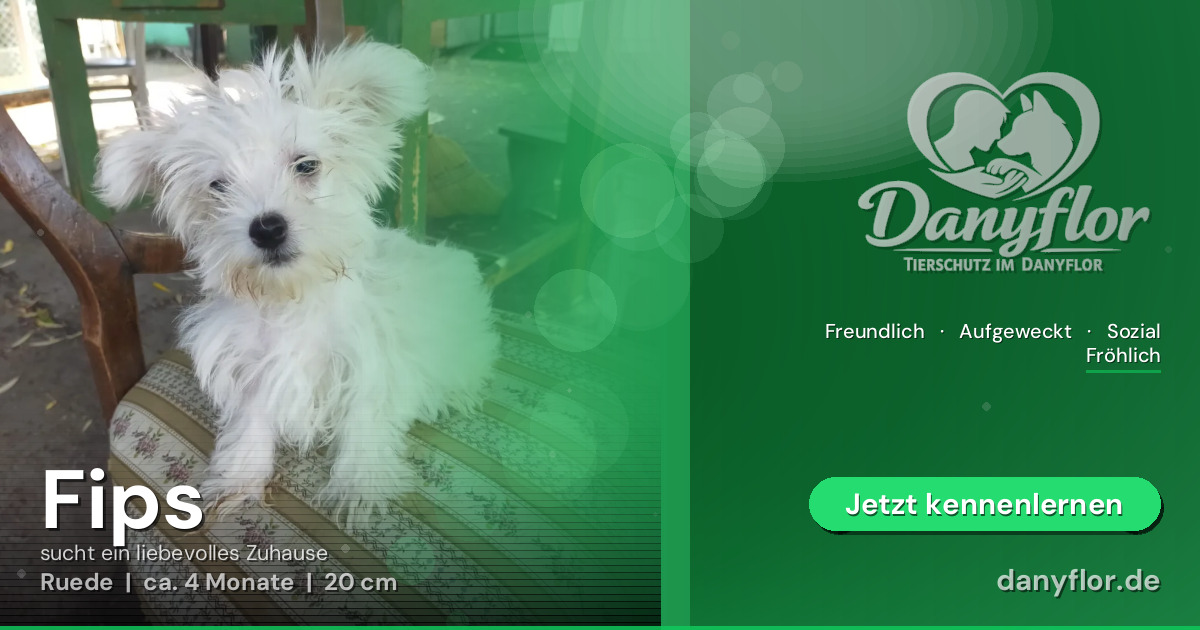Facebook-Bild für Fips
