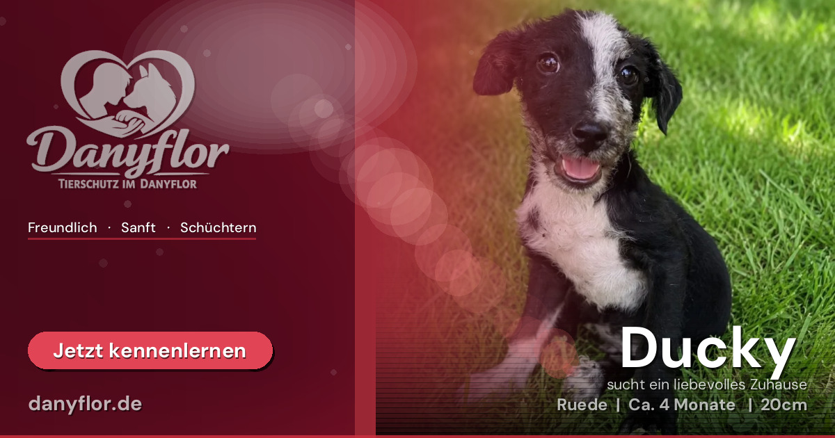 Facebook-Bild für Ducky 