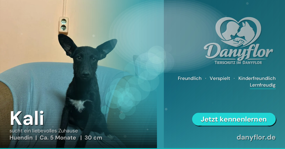 Facebook-Bild für Kali 