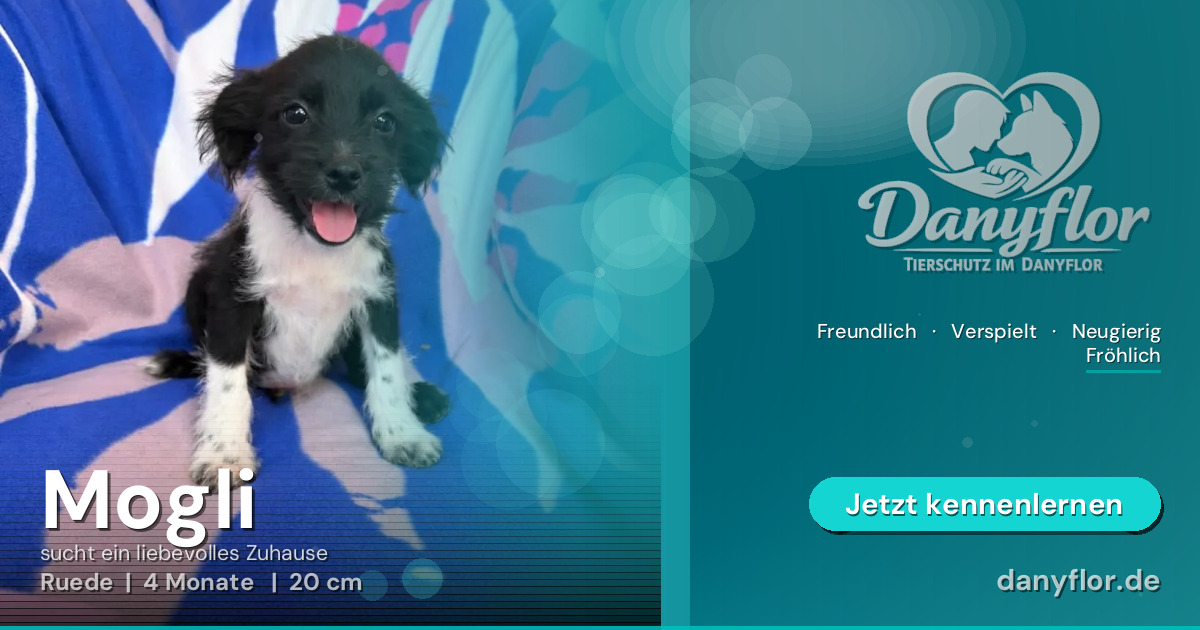Facebook-Bild für Mogli