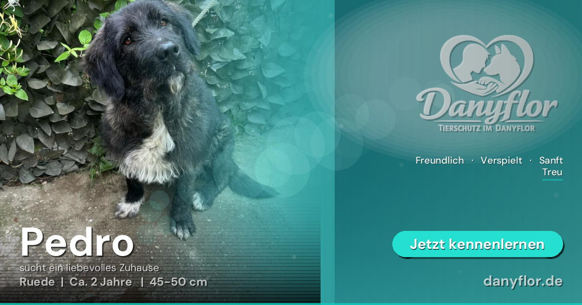Facebook-Bild für Pedro