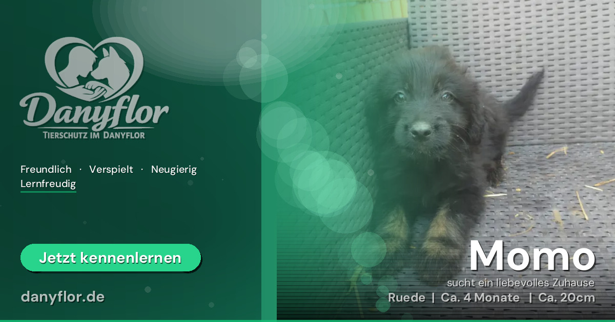 Facebook-Bild für Momo