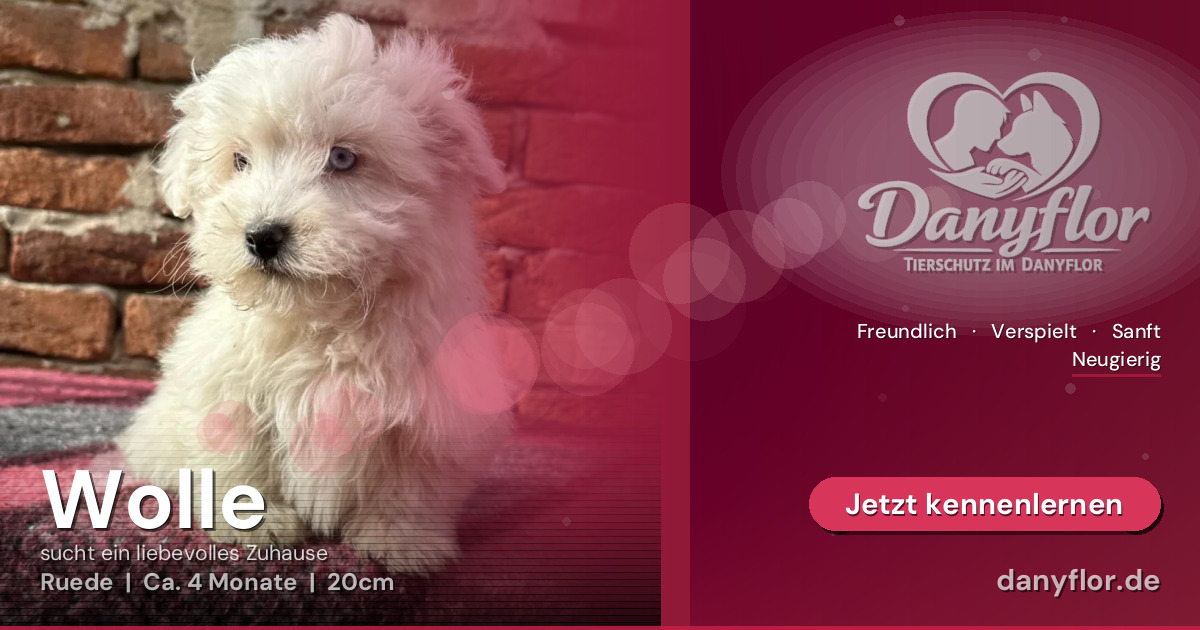 Facebook-Bild für Wolle