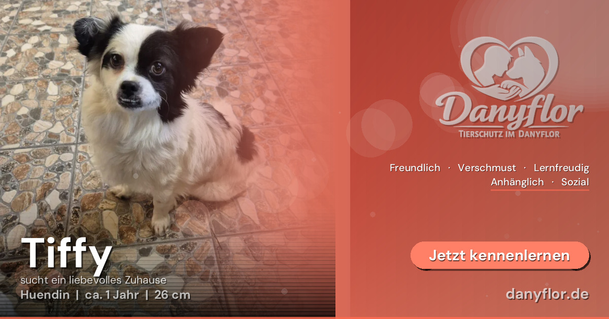 Facebook-Bild für Tiffy