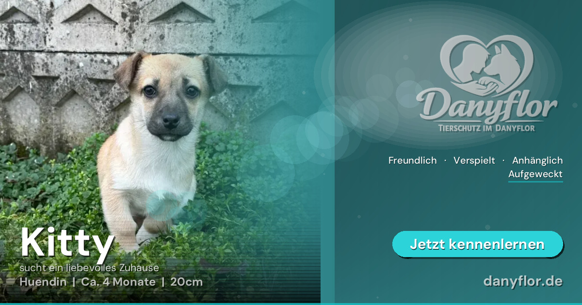 Facebook-Bild für Kitty