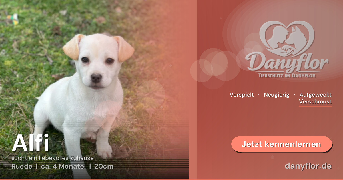 Facebook-Bild für Alfi