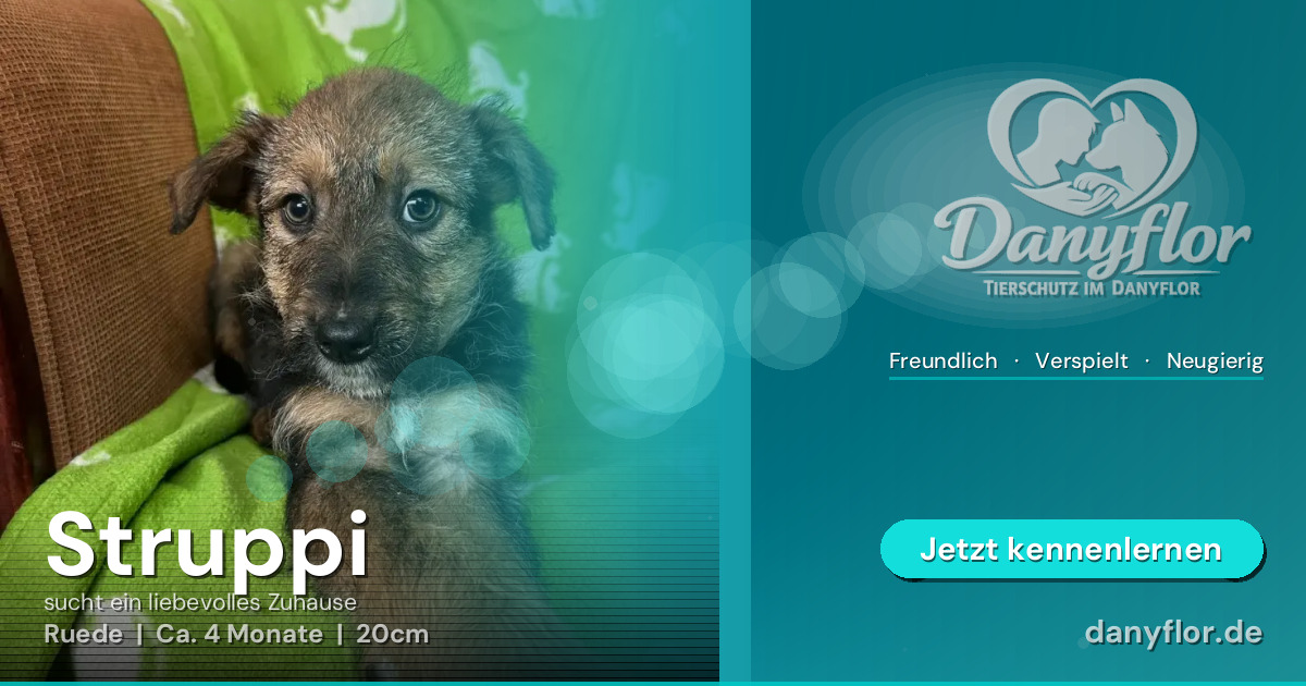 Facebook-Bild für Struppi