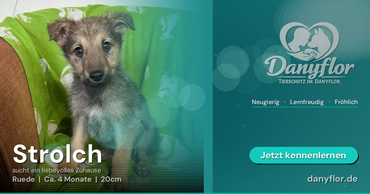 Facebook-Bild für Strolch