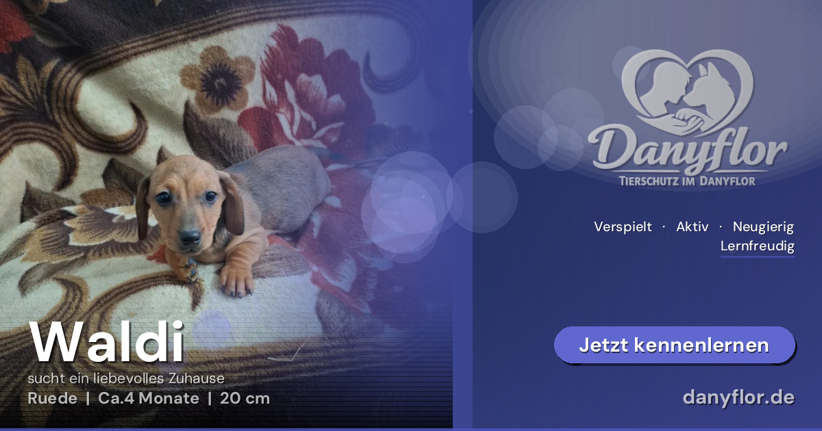 Facebook-Bild für Waldi