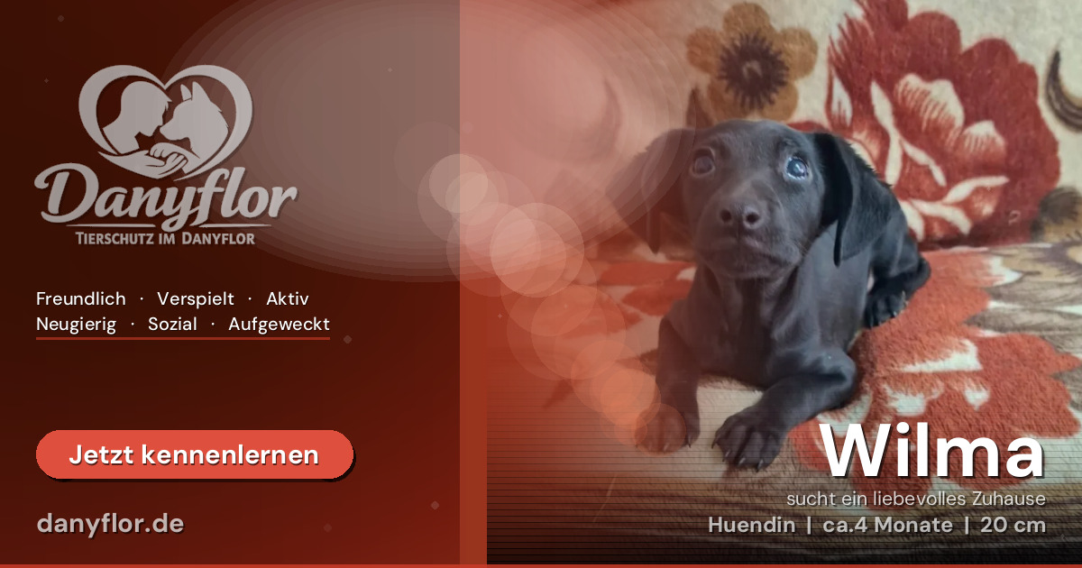 Facebook-Bild für Wilma