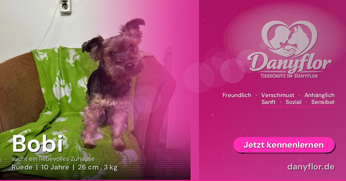 Facebook-Bild für Bobi