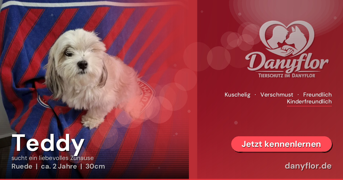 Facebook-Bild für Teddy