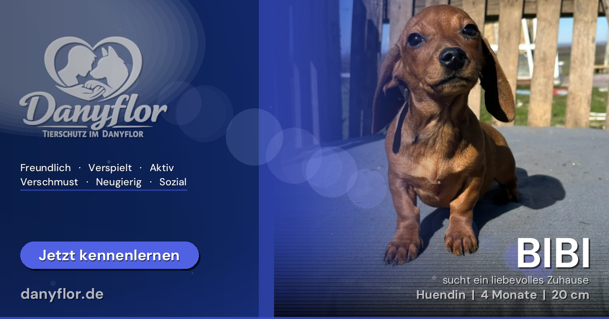 Facebook-Bild für BIBI