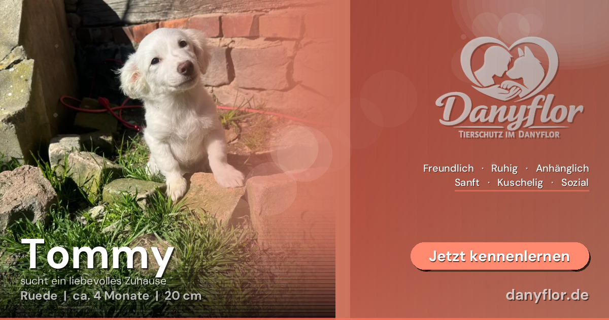 Facebook-Bild für Tommy