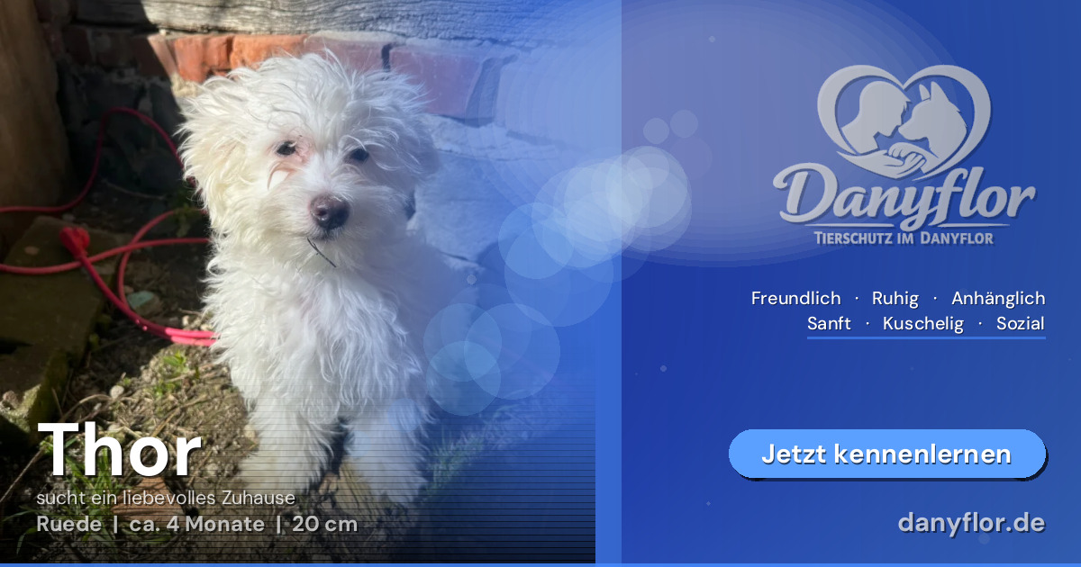 Facebook-Bild für Thor