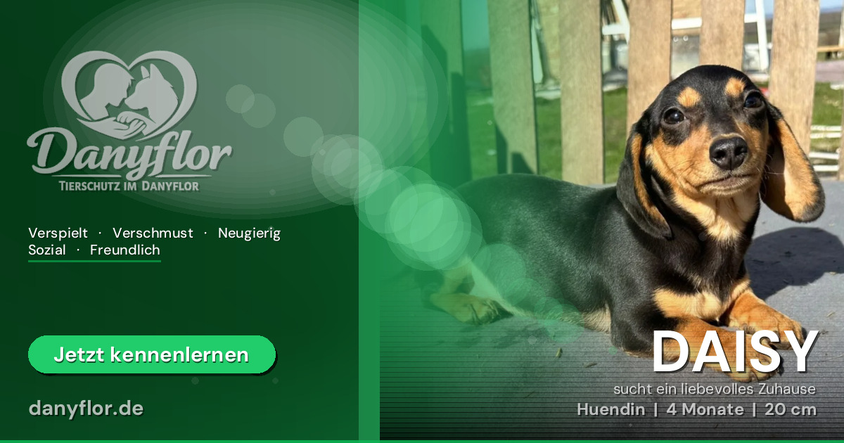 Facebook-Bild für DAISY