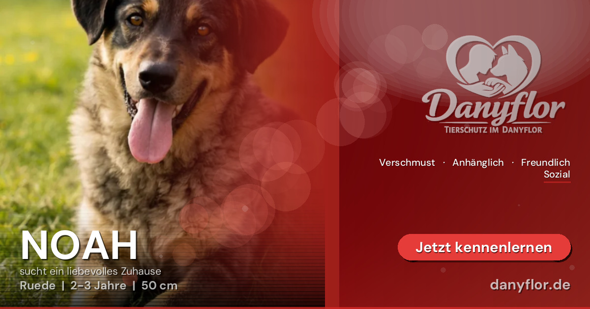 Facebook-Bild für NOAH