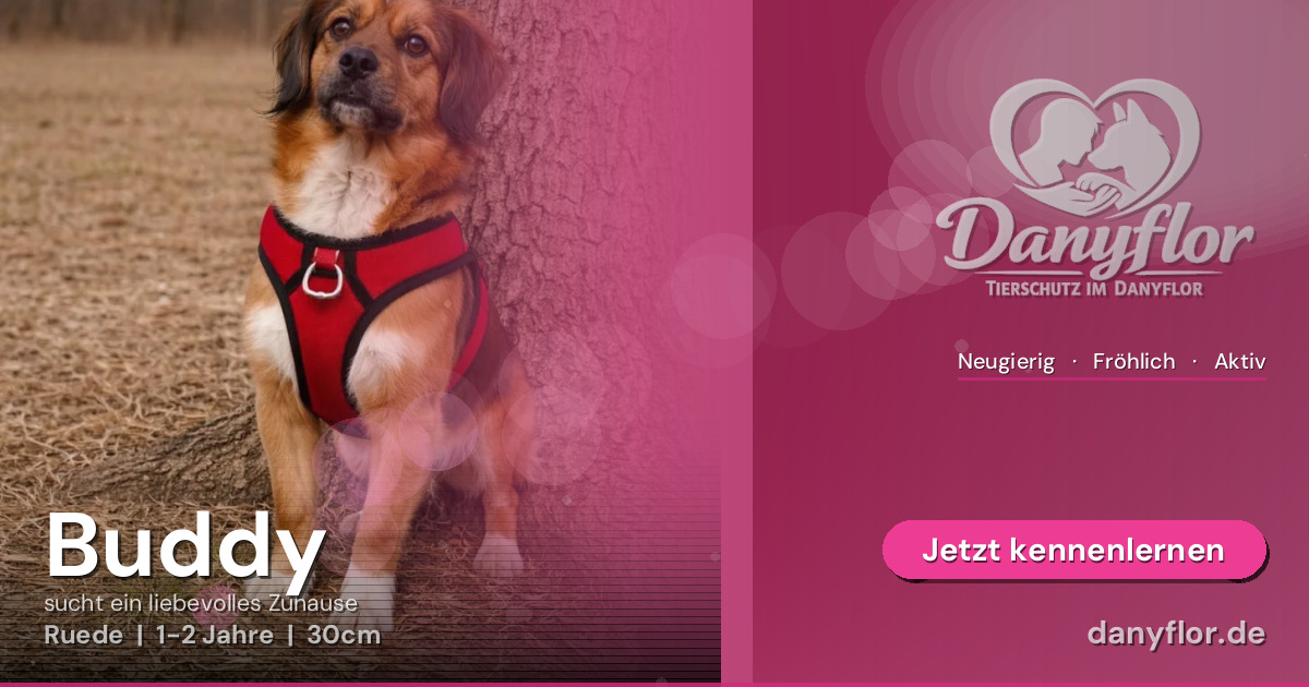 Facebook-Bild für Buddy