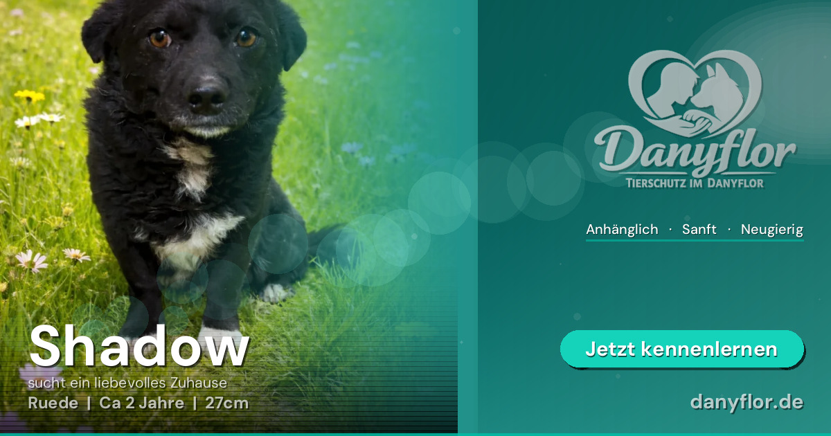 Facebook-Bild für Shadow