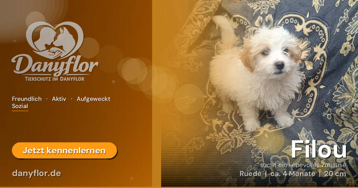 Facebook-Bild für Filou