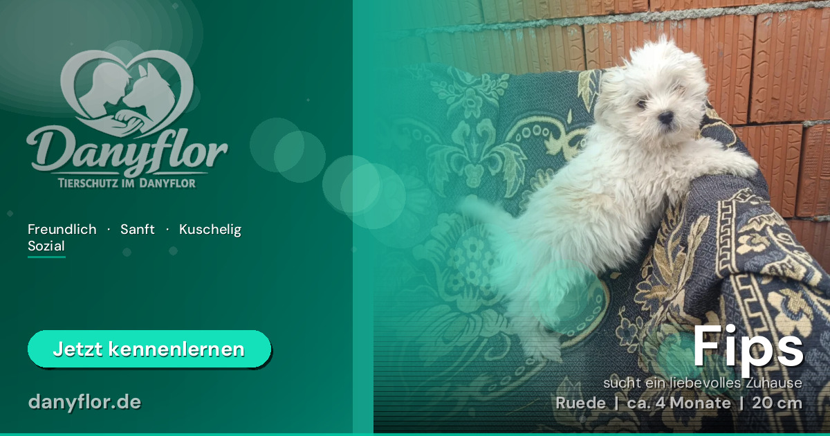 Facebook-Bild für Fips