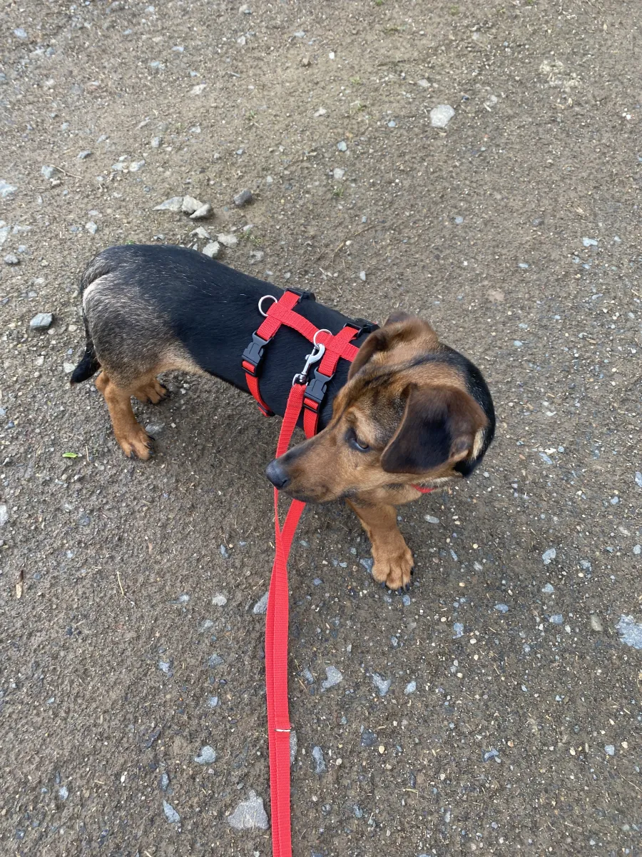 Bewertung von Verena Schmitz – Erfahrung mit Danyflor Tierschutz