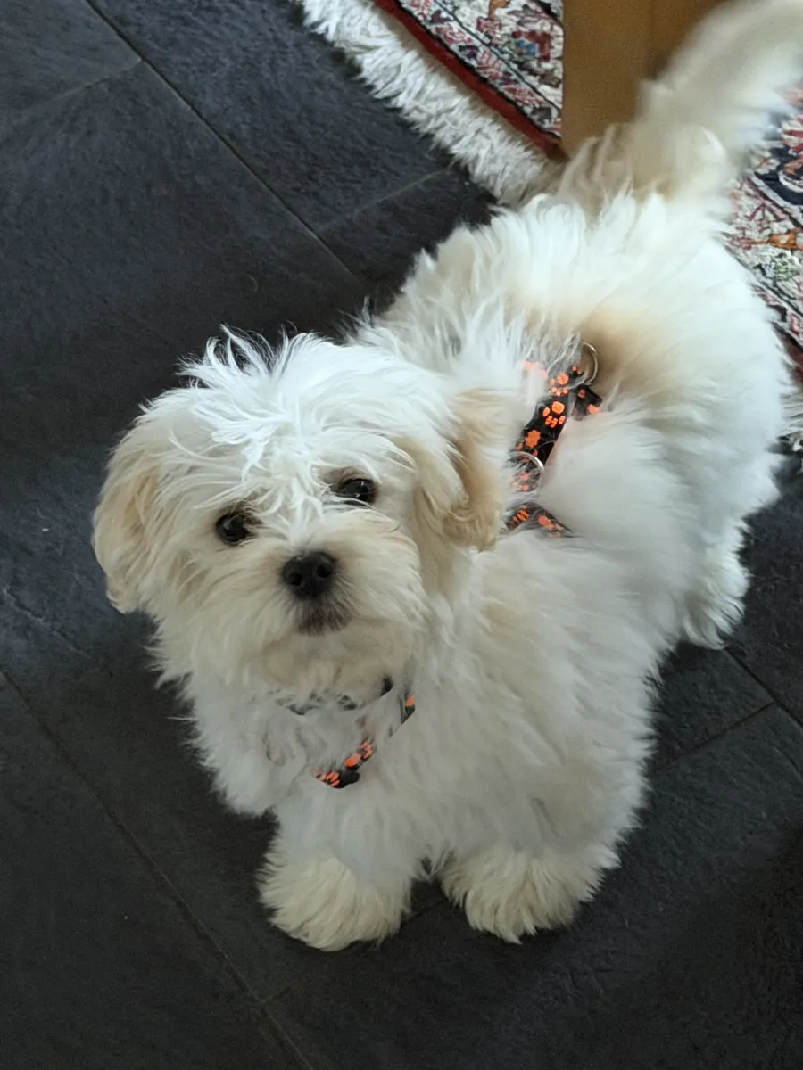 Bewertung von Aggy Sobota-Berlekamp – Erfahrung mit Danyflor Tierschutz