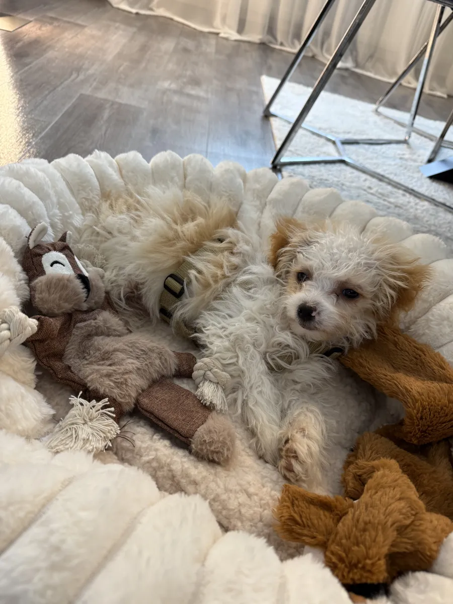 Bewertung von Mayara S. – Erfahrung mit Danyflor Tierschutz